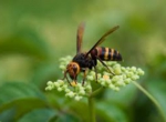 スズメバチ駆除